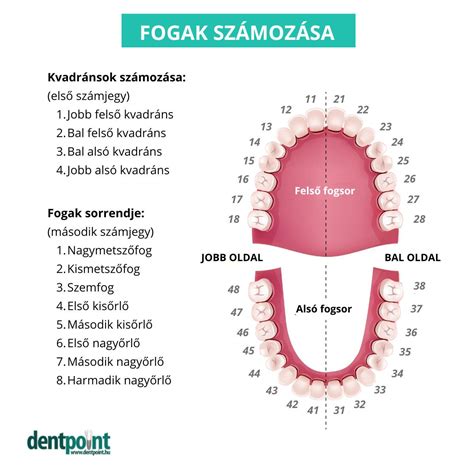fogak és fogkefe
