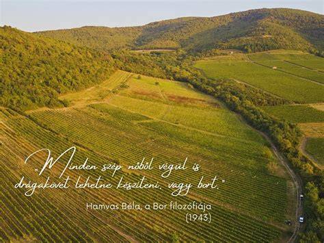 Pinceágak Tokaj-Hegyalján