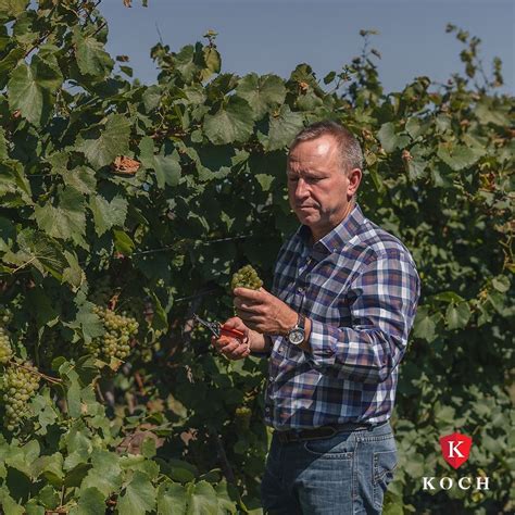 A Koch Borászat szőlőbirtoka Borotán, a tájjal és a talajjal