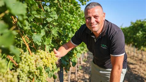 Szőlőfürtök a Pannonhalmi Borvidéken