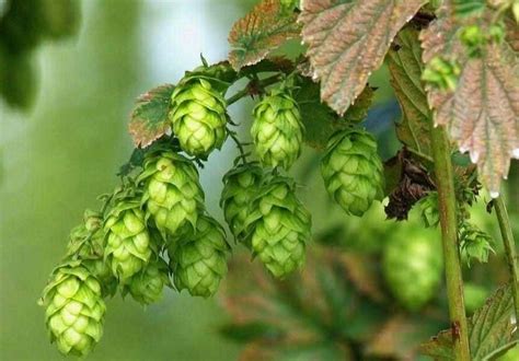 Komló virágzat lupulin mirigyekkel