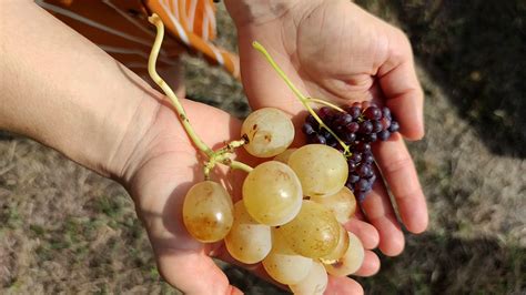 Történelmi szőlőfajta metszet