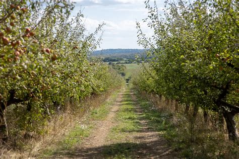 Gyümölcsös táj, almafák, szilvafák