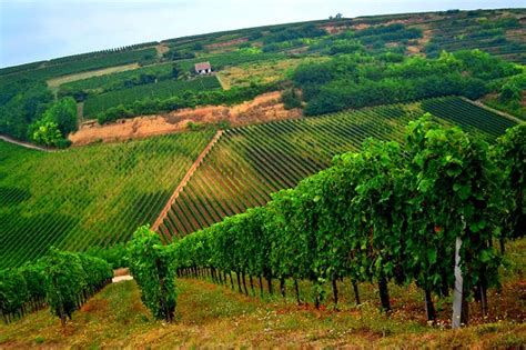 Magyar szőlőültetvények tájképe