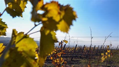 Szőlőültetvények a magyar tájon