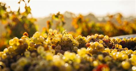 Szőlőtőkék a szüret idején