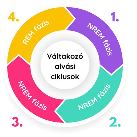 Diagram az alvási ciklus fázisairól és az alkohol hatásáról