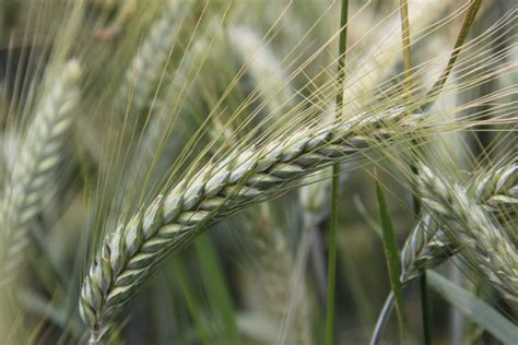 komlóvirág és sörárpa