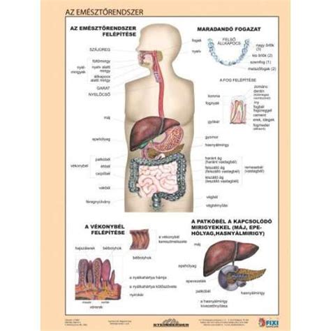 Az emésztőrendszer vázlata