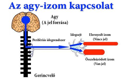 Az agy és a szem közötti idegi kapcsolat illusztrációja