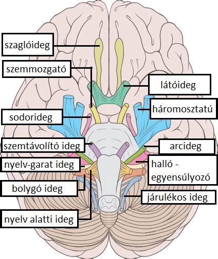 A látóideg károsodásának illusztrációja