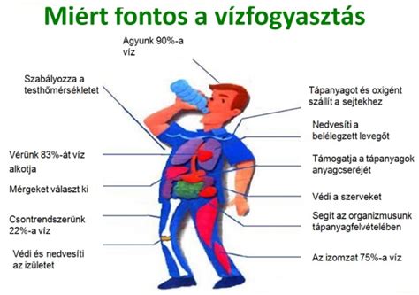 Az emberi szervezet alkohol hatására