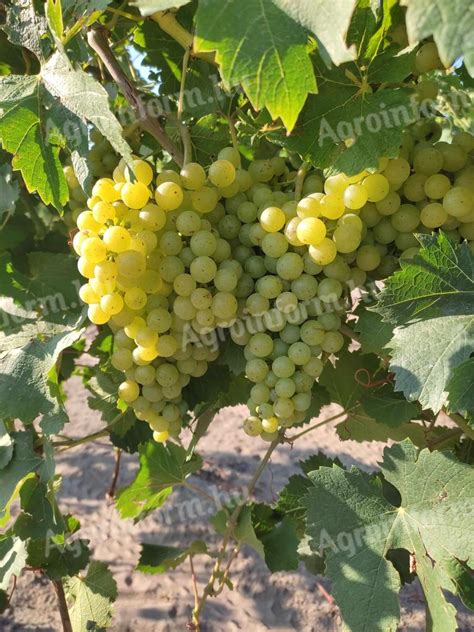 Szőlőfürtök Irsai Olivér szőlőből