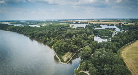 Csepel-sziget szőlőültetvény