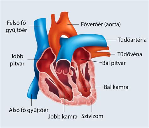 Szív és érrendszer diagramja
