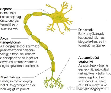 Az agy neuronjai és neurotranszmitterei