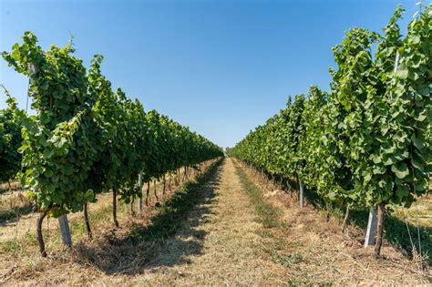 Szőlőültetvény a Balaton-felvidéken