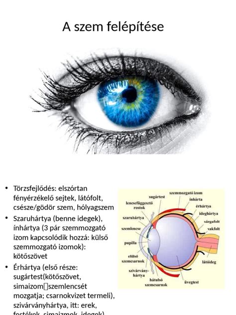 infografika-a-vesekoront-húgyutak felépítése