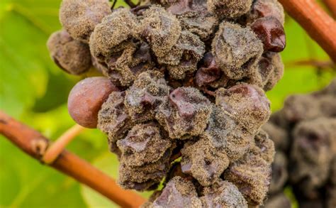 Close-up of noble rot on grapes