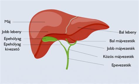 Az emberi máj ábrája