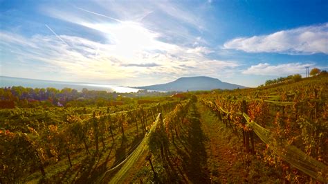 Badacsonyi borvidék panorámája a Balatonnal