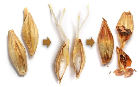Sörfőző üstök és maláta