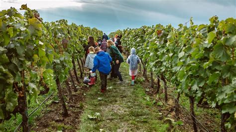 Kézi szüret tokaji szőlőbirtokon