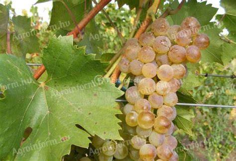 aszúszőlő kézzel szedés Tokaj