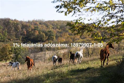 Az Erzsébet-utalványok élettartama és a változások