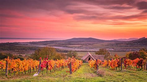 Balaton-felvidék tájképe szőlőültetvénnyel