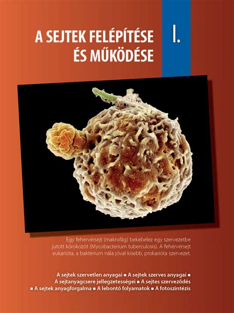 Ecetsavbaktériumok működése