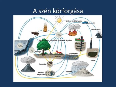 A szén-dioxid körforgása a természetben