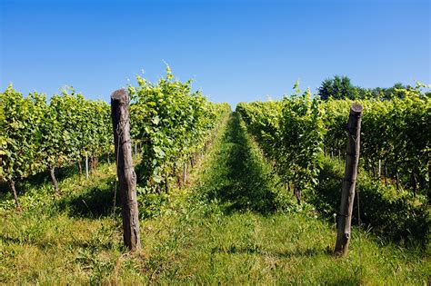 Szőlőbirtok Magyarországon