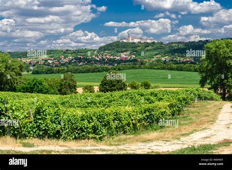 Vineyard in Hungary