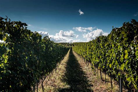 Badacsonyi szőlősor