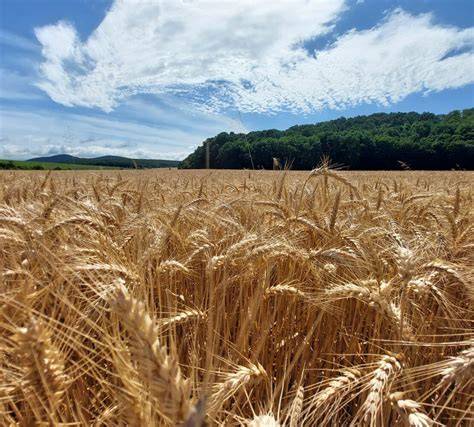 kép a francia búza termesztéséről és lepárlásáról