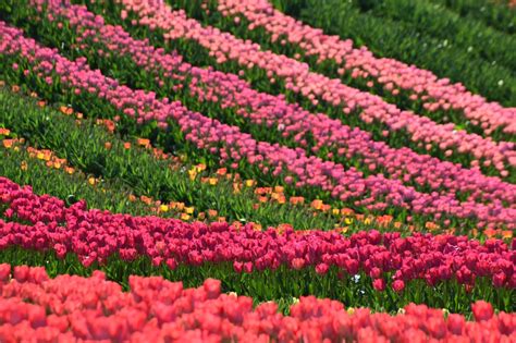 Tulipánmező Kőröshegyen