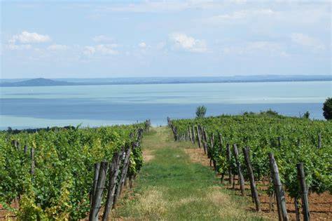 Balaton körüli borvidék vizuális áttekintése