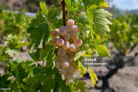 Furmint szőlőfürtök a tőkén