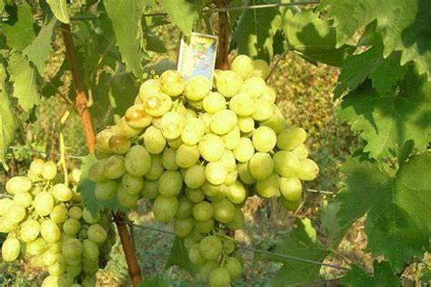 szőlő előjegyzés és összetett kínálat átláthatósága