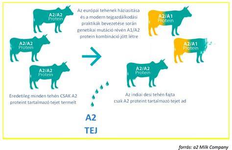 vizuális magyarázó ábra a befolyás közvetett útjairól