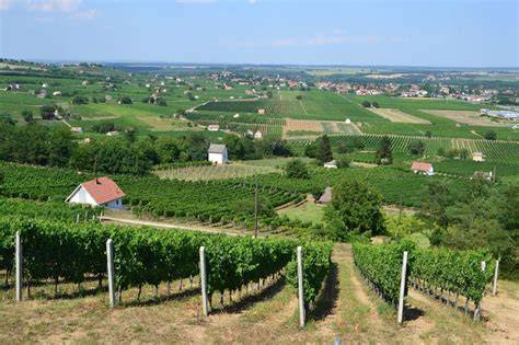 Villányi-hegység panoráma és szőlőkk