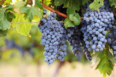 cabernet sauvignon párosítások