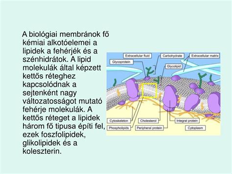 alkohol molekulák és baktérium sejtmembrán rajz