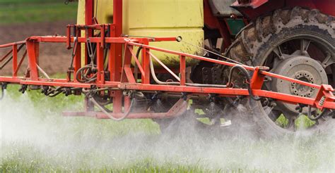 Gyomirtás kukoricaföldön