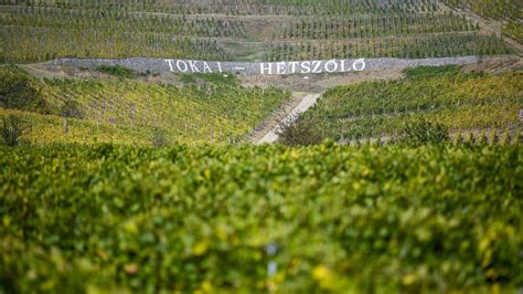 Tokaj borrégió és az urbánus borászat