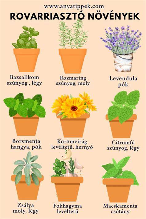 természetes rovarriasztó növények infografika