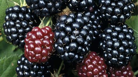 gyümölcsök cefrézése