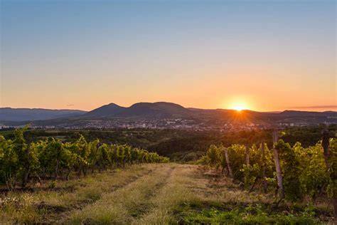 Egri borvidék panoráma és vineyard