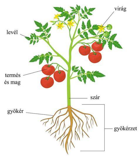 Paradicsom növény- és koktélkészítés vizuális ábra